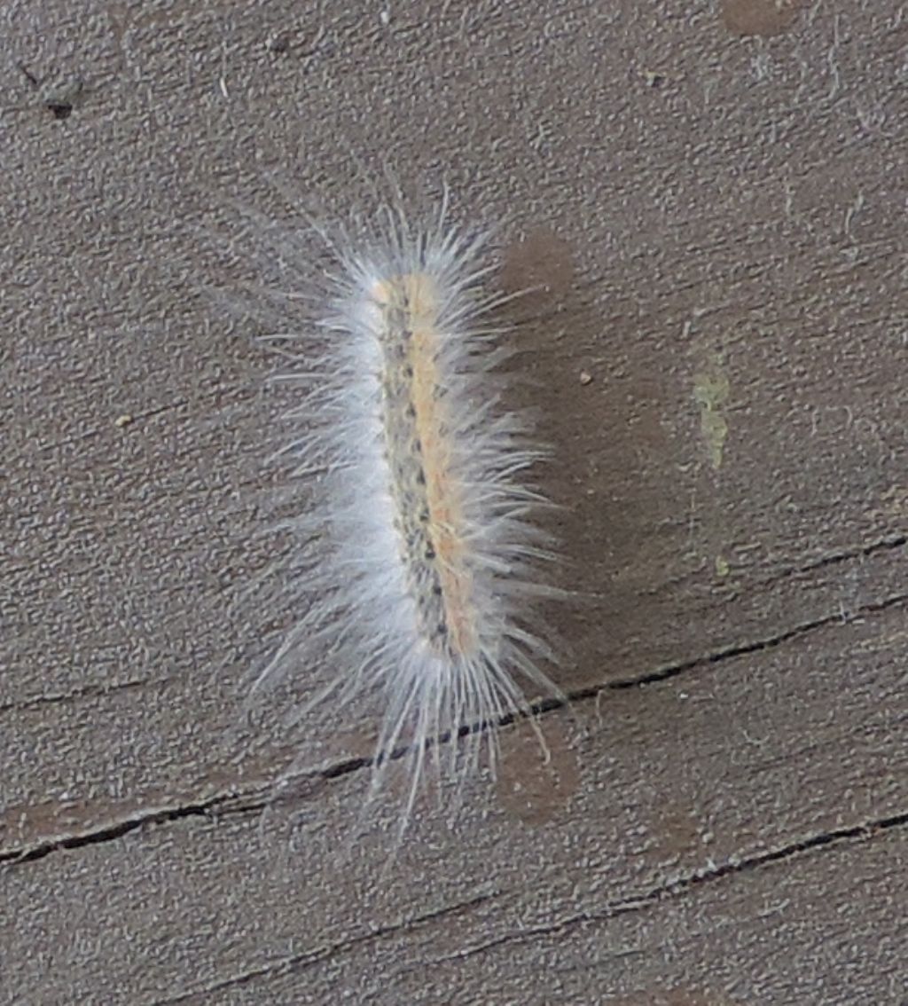 Bruco a peli lunghi - Hyphantria cunea